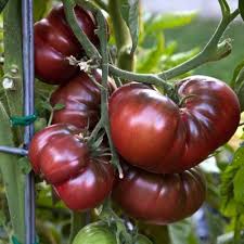 Black Krim Tomato Solanum lycopersicum for planting in urban garden